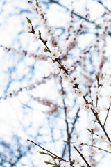 Tree branches blossoming with spring flowers on natural blurred background, sakura blossom