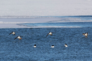 The Common goldeneye (Bucephala clangula) on the river