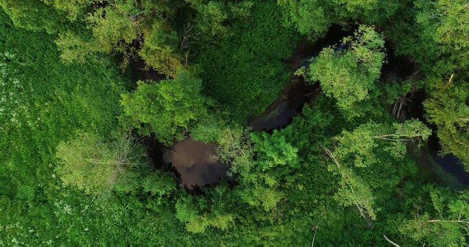 An aerial view of a small river meandering in the middle of green summertime nature on a beautiful evening in Estonia. 