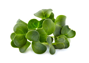 Microgreens sprouts isolated on white background. Vegan micro daikon greens shoots. Growing healthy...