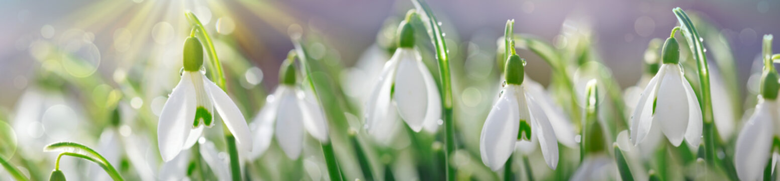 Snowdrops on bokeh background in sunny spring garden under sunbeams.