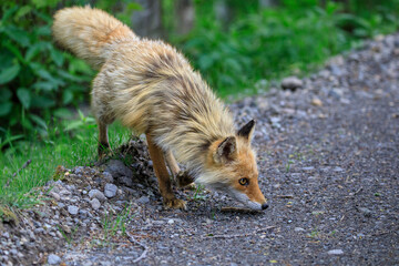 【北海道】キタキツネ
