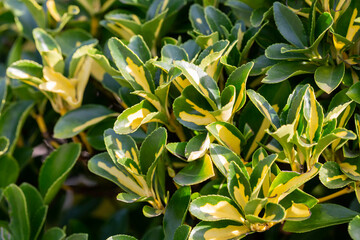 Wintercreeper Emerald Gaiety - Latin name - Euonymus fortunei Emerald Gaiety