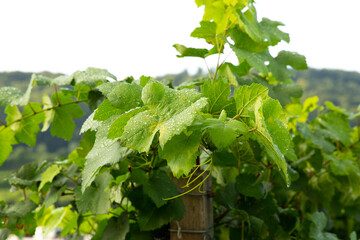 Weintrauben Reben rot weiß