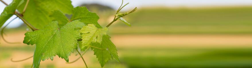 Weintrauben Reben rot weiß