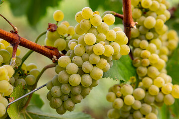 Weintrauben Reben rot weiß