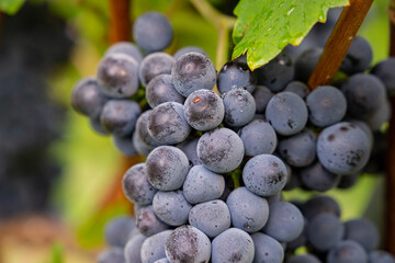 Weintrauben Reben rot weiß