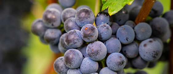 Weintrauben Reben rot weiß