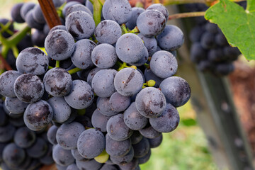 Weintrauben Reben rot weiß