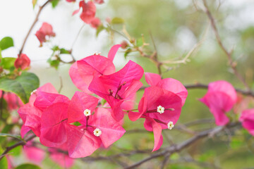 bougainvillea blooming in the background