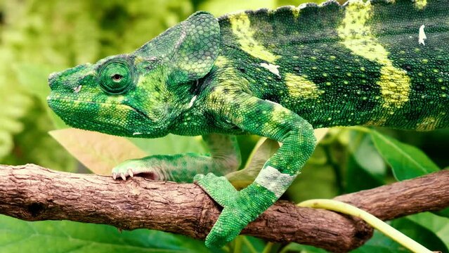 Spectacular panther chameleon (Furcifer pardalis) rests placidly on a branch while waiting to hunt insects in the wild