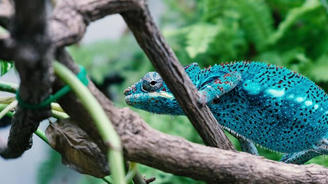 Spectacular panther chameleon (Furcifer pardalis) rests placidly on a branch while waiting to hunt insects in the wild