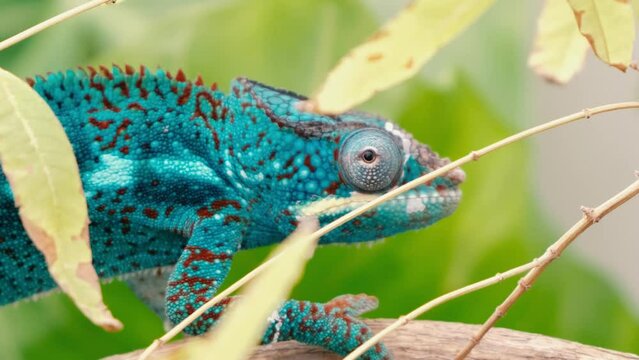Spectacular panther chameleon (Furcifer pardalis) rests placidly on a branch while waiting to hunt insects in the wild