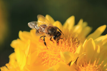 honey bee photo in natural pumpkin flower