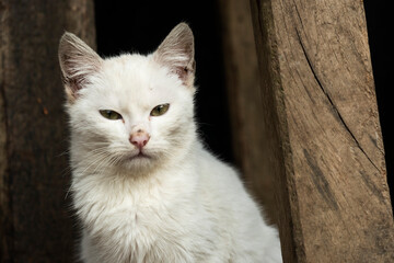 Cat sleeping in a garage in the farm