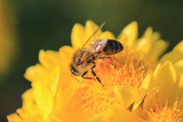 honey bee photo in natural pumpkin flower