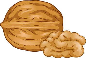 Walnut Illustration