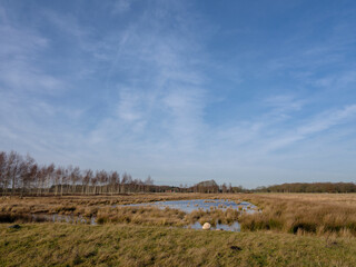 Dwingelderveld near Dwingeloo and Ruinen, Drenthe Province, The netherlands