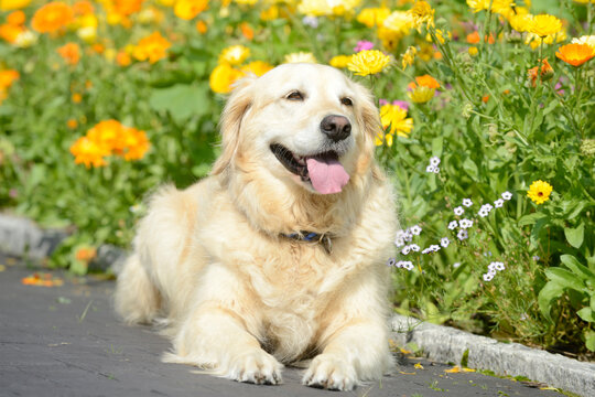 dog  golden retriever lying in the garden in front of flowers