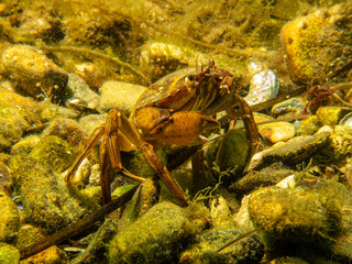 A close-up picture of a crab among seaweeds. Picture from The Sound, between Sweden and Denmark