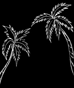 White palm trees on a black background