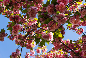 Close-up Prunus 'Kanzan' (Prunus serrulata or Prunus lannesiana) pink flowers in City park Krasnodar. Galitsky Park in spring 2021. Japanese cherry flowers as wallpaper background. Selective focus