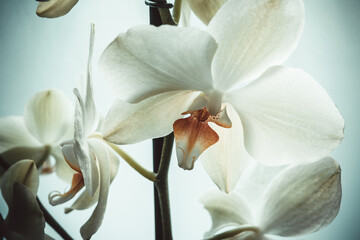 Orchid with white petals on blurred background, close-up. Bloom phalaenopsis orchid for...
