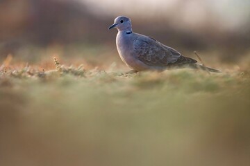 pigeon on the ground. Ring necked dove on ground. Half collared dove. Cape turtle dove. Streptopelia capicola.