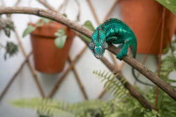 Awesome Panther chameleon (Furcifer pardalis) rests placidly on a branch while waiting to hunt insects in the wild