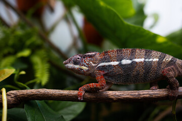 Awesome Panther chameleon (Furcifer pardalis) rests placidly on a branch while waiting to hunt insects in the wild