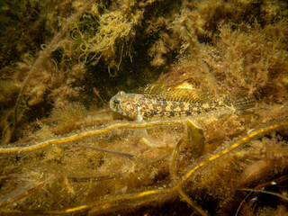 A Sandy Goby, Pomatoschistus minutus, in The Sound, the water between Sweden and Denmark