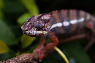 Awesome Panther chameleon (Furcifer pardalis) rests placidly on a branch while waiting to hunt insects in the wild