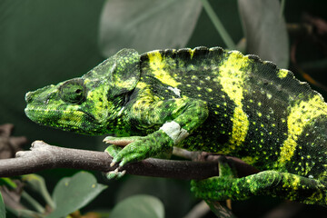 Awesome Panther chameleon (Furcifer pardalis) rests placidly on a branch while waiting to hunt insects in the wild
