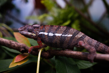 Naklejka premium Awesome Panther chameleon (Furcifer pardalis) rests placidly on a branch while waiting to hunt insects in the wild