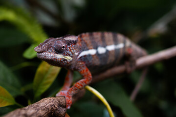 Awesome Panther chameleon (Furcifer pardalis) rests placidly on a branch while waiting to hunt insects in the wild