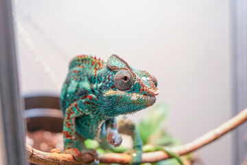 Awesome Panther chameleon (Furcifer pardalis) rests placidly on a branch while waiting to hunt insects in the wild © Cala Serrano