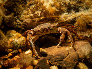 A close-up picture of a crab among seaweed. Picture from The Sound, between Sweden and Denmark