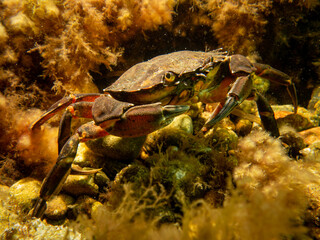 A crab among seaweed and stones. Picture from The Sound, between Sweden and Denmark