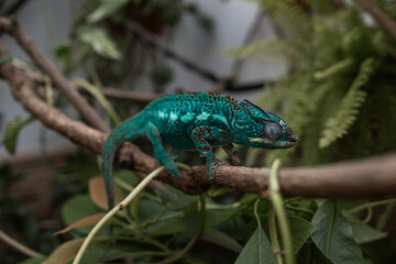 Awesome Panther chameleon (Furcifer pardalis) rests placidly on a branch while waiting to hunt insects in the wild