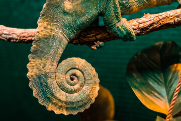 Close-up chameleon's colourful orange and teal tail. Awesome Panther chameleon (Furcifer pardalis)...