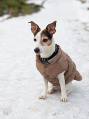 Fototapeta premium Dog breed Jack Russell Terrier on a winter walk in clothes