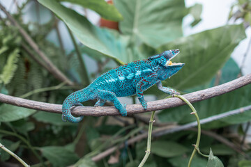 Awesome Panther chameleon (Furcifer pardalis) rests placidly on a branch while waiting to hunt insects in the wild
