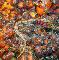 Pipefishes or pipe-fishes Syngnathinae