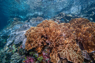 Naklejka na ściany i meble Coral reef South Pacific