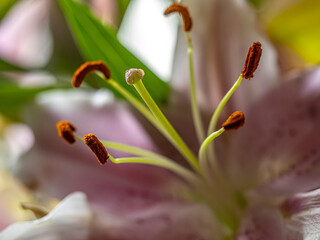 Stargazer lily in closeup, macro