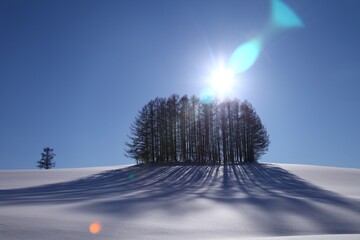 北海道美瑛のマイルドセブンの丘
