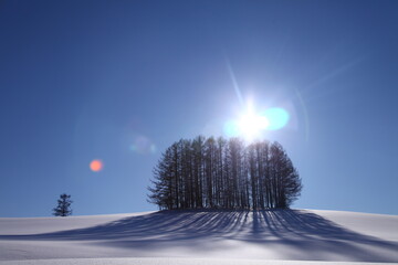 北海道美瑛のマイルドセブンの丘