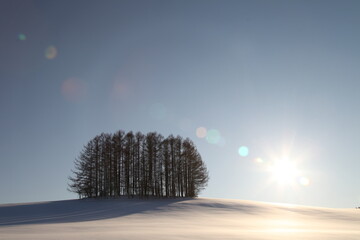 北海道美瑛のマイルドセブンの丘