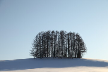 北海道美瑛のマイルドセブンの丘