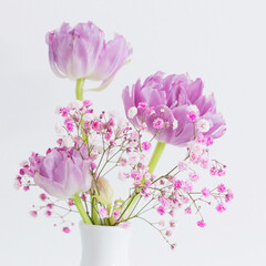 pink tulips and gypsophila on white background